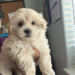 Lady Ariel - Cream female Maltipoo puppy in Southern,, California from Maltipoo Tiny Pups & More