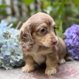 Chocolate and cream dapple - Dapple female Dachshund puppy in Fletcher, North Carolina from Lion's Gate Dachshunds