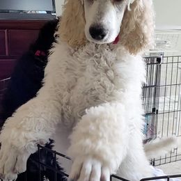 Poodle Puppies from Serendipite Poodles