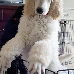 Poodle Puppies from Serendipite Poodles