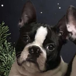 Teeter - Boston Terrier
