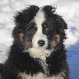 Windy - amazing temperament - Black tri female Miniature American Shepherd puppy in Hillsdale, Michigan from Faithwalk Aussies and Mini American Shepherds