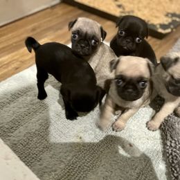 Cocker Spaniels, Pembroke Welsh Corgis, and Pugs from Southern Cottage Pups