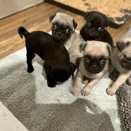 Cocker Spaniels, Pembroke Welsh Corgis, and Pugs from Southern Cottage Pups