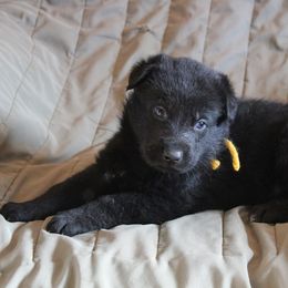 Nikita's Gold boy - Black male German Shepherd puppy in Lake George, Colorado from High Country German Shepherds