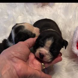 Batman - Black and white male Boston Terrier puppy in Covington, Georgia from Tuxedo Bostons of Atlanta
