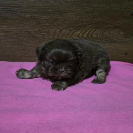 Female 1 - Liver female Shih Tzu puppy in Meadows Of Dan, Virginia from Walt’s Shih Tzus