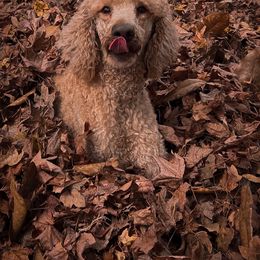 Poodle All Grown Up from High Road Standard Poodles