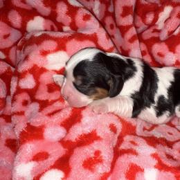 Girl 1 - Tri-color female Cavalier King Charles Spaniel puppy in Robbins, North Carolina from Jamie's Cavalier King Charles Spaniels