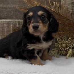 Macie - Black and tan female Dachshund puppy in Desloge, Missouri from Snows Doxies