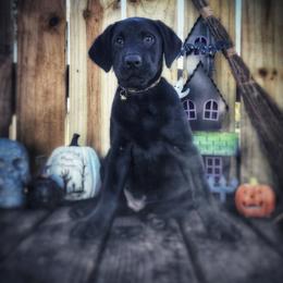 Labrador Retriever Puppies from Harrison's Lakeside Labradors