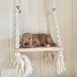 Jelly - Apricot female Goldendoodle puppy in Montgomery, Texas from Dacus Doodles