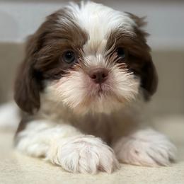 Boy 2 - Chocolate and tan male Shih Tzu puppy in Downey, California from Cali shih tzu