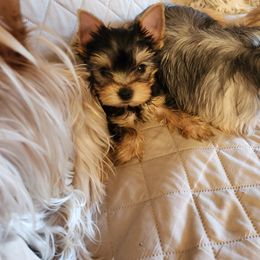 Yorkshire Terrier Puppies from Little Yorkie World Texas