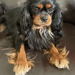 Nova - Cavalier King Charles Spaniel