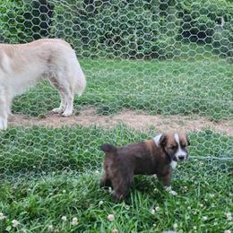 Hazel - Sable and white male English Shepherd puppy in Columbia, Connecticut from Tranquil Morning Farm