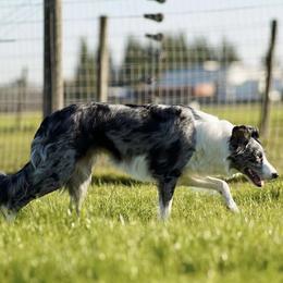 Wren - Blue merle female Border Collie puppy in Lodi, California from R3 Sport Dogs (Rafter 3 Ranch)