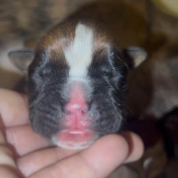 Rorschach's All Over But The Shouting - Fawn male Boxer puppy in Seward, Nebraska from Rorschach Boxers
