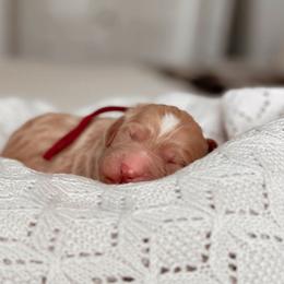 Whistler, Girl - Red  female Goldendoodle puppy in Maricopa, Arizona from Desert Ridge Doodles