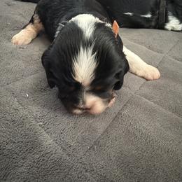 Orange Male - Tri-color male Cavalier King Charles Spaniel puppy in Rocky Ford, Colorado from Scofield Cavaliers