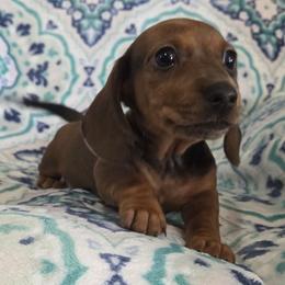 Chai - Dapple male Dachshund puppy in Cowen, West Virginia from Bennett Babies