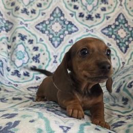 Chai - Dapple male Dachshund puppy in Cowen, West Virginia from Bennett Babies