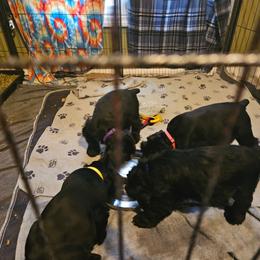 Female 3 - Black female Giant Schnauzer puppy in Danville, Indiana from Surefoot Giant Schnauzers