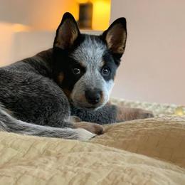 Australian Cattle Dog Puppies from TIN ROOF Australian Cattle Dogs