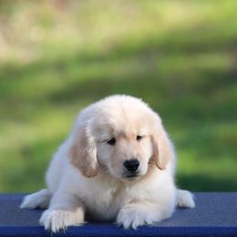Golden Retriever puppies from Twisted Ranch Retrievers