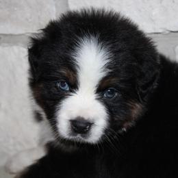 Erin - Black tri-color female Australian Shepherd puppy in Colorado Springs, Colorado from Rocky Mountain Aussies