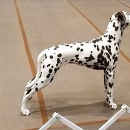 Dalmatians from HarCo Dalmatians