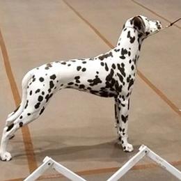 Dalmatians from HarCo Dalmatians