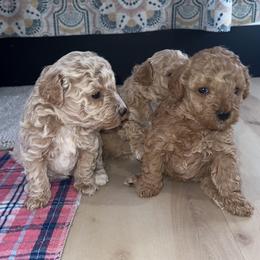 Cavapoo, Cockapoo, Goldendoodle, and Maltipoo Puppies from Perdue Puppies