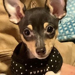 Toy Fox Terrier Puppies from Johnfox Toy Fox Terriers