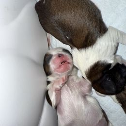 Yankee - Tricolor male Shih Tzu puppy in San Jose, California from Bay Area Shih Tzu