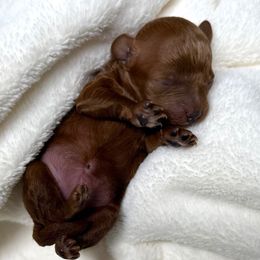 Zoe - Red  female Poodle puppy in Monrovia, California from Fancy Paws Inc