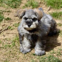 Australian Shepherd and Miniature Schnauzer Puppies from Dustyn Watson