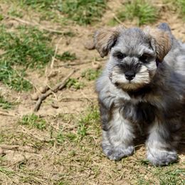 Australian Shepherd and Miniature Schnauzer Puppies from Dustyn Watson