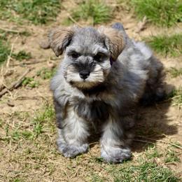 Australian Shepherd and Miniature Schnauzer Puppies from Dustyn Watson