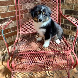 Australian Shepherd puppies from Big Mama’s Beauties