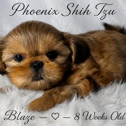 Blaze - Red male Shih Tzu puppy in Hayden, Idaho from Phoenix Shih Tzu