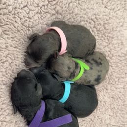 Aussiedoodle, Goldendoodle, and Poodle Puppies from Kay Kay’s Poodles & Doodles
