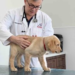 Labrador Retriever Puppies from Branley's Riverside Labradors