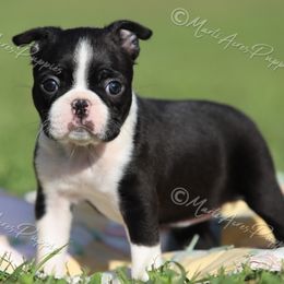 AKC female 'Princess' - Black and white female Boston Terrier puppy in Lamar, Missouri from Marti Acres ~ Boston Terrier & Beagles