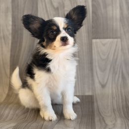 Arista - White and black female Papillon puppy in Joshua, Texas from Summertime Kennels