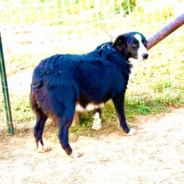 Bonnie - Black & white female Australian Shepherd puppy in Mineral Wells, Texas from A6 Australian Shepards