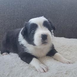 Beauty - Black and white female Border Collie puppy in Caledonia, Michigan from Magnolia Acres