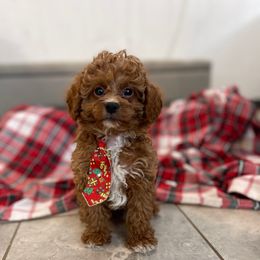 Prancer - Red male Cavapoo puppy in Sugarcreek, Ohio from True Hearted Doodles