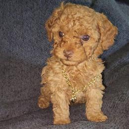 APOLLO - Apricot male Poodle puppy in Palmdale, California from J Designer Puppies