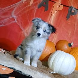 Conway - Blue merle male Miniature Australian Shepherd puppy in Elkhart, Texas from Donaldson Dogz